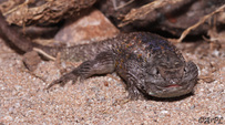 Anthonyvpl, Arizona, Herp, Trip, AVPL, Desert Spiny Lizard, Sceloporus magister, Red Rock